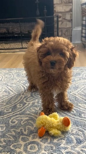 Cavapoo Dog on Instagram: "🛍 You can order Short, long-sleeve tee and Hoodie featuring prints of other dog breeds by LINK TO PURCHASE IN OUR BIO 👕⤵️ OR Visit website: https://teepetus.com/cavapoo ====👍 Why choose us? ===== 🚚 Worldwide Shipping ✈️🌎 👕 💥 100% Satisfaction Guarantieed 💥 100% High Quality Fabric 💥 100% Printed in the USA ————-————————————- 💓 We are sure you will like it 😘"