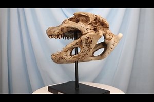 Watch Alligator Fossil Skull Baring Jaws And Teeth Statue on Amazon Live