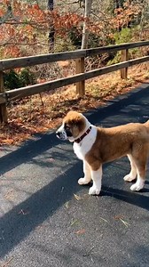 Gelişim önce ve sonra ❤️ Transformation (Turkmen Alabai) #Sivas #Kangal #TV #Alabay #Alabai #Türkiye #malaklı #akbaş #akbash #boz #bear #wolf #Hyena #hunter #anadolu #çoban #köpeği #reels #köpek #dogs #short #shorts #shortvideo #shortsvideo #shortsviral #usa #russia #china #india #pakistan #america #europe #germany #mexico #safkangal #safkan #yavru #enik #hunting #goat #sheep #shepherd #herd #protection #livestock #guardian #dog #doglover #herdguardiandog #giant #big #hungary #beast #mode #tibet