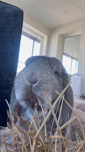 Billy bunny choosing the perfect piece of hay 🐰