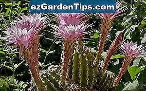 Comment identifier le cactus avec des fleurs blanches 🌱 Conseils Jardiniers - Fr.ezGardenTips.com