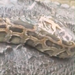 39K views · 136 reactions | python vs crocodile#animal #animals #wildanimals #animalworld #python # crocodile | Animal World | Facebook