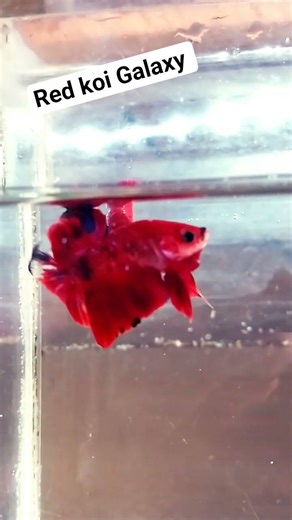 Red koi Galaxy. #bettafish #bettaindonesia #bettaworld #shorts #fyp #ikan #cupang #viral