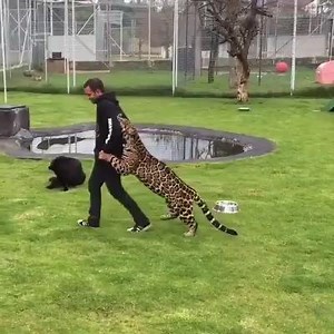 He just wants to start a conga line | Humorous Texts