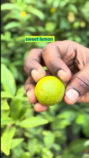 The Secret to Sweet Lemons / How to make lemons sweet (with more juice)!