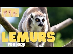 ASL Lemurs for Kids