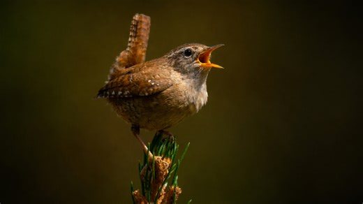 A small bird singing loudly while perched on a branch tip