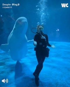 Beluga Whale’s Mesmerizing Dance Performance with Trainer 🐳🐋😍 | Watercooler