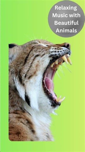 #41 Relaxing music with beautiful animals - New Series #wildlife #animals #meditation #mindfulness