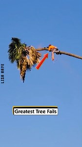 12K views · 49 reactions | Greatest Tree Fails | Lisa Raye | Facebook