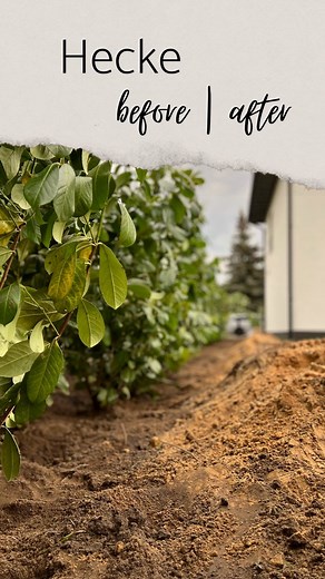 Cindy • INTERIOR & HAUSBAU on Instagram: "72 Heckenpflanzen und 6.5 h später 🥰 Haben uns für den Kirschlorbeer Prunus Laurocerasus Rotundifolia entschieden und freuen uns nun über das erste GRÜN im Garten. Es ist noch so viel zu tun. Zeige euch die Tage mal genauer, wie wir die Hecke eingepflanzt haben 🌱 Plant ihr dieses Jahr auch eine Hecke? #hecke #heckenpflanzen #kirschlorbeer #garten #gartenbau #garden #sichtschutz #modernergarten #gartenideen #vorhernachher #vorhernachhertransformation #b