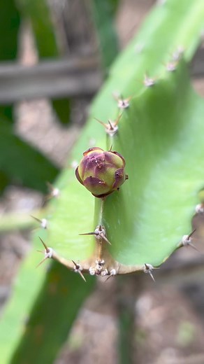 Dragon fruit flower 🐉🌵🪷 #cactus #pitaya #dragonfruit #cactusflower | Deric Fernandez