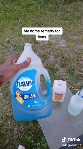 Homemade Flea Spray for Dogs - Easy DIY Home Remedy