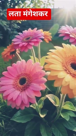 🌹BMP, Nature song 🌹