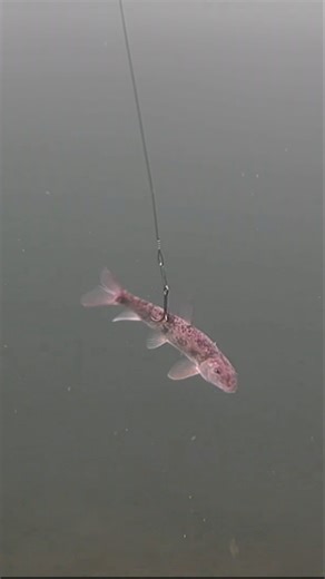 You ready for some insane underwater ice fishing videos?! #icefishing #pike #fishing