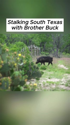 Stalking South Texas with Brother Buck. We even catch and release a wild javelina. This video is nuts. With Brother Buck.