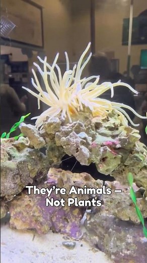 Sea Anemones Help Balance the Ocean 🌊 #MarineLife #OceanEducation #WildlifeFacts