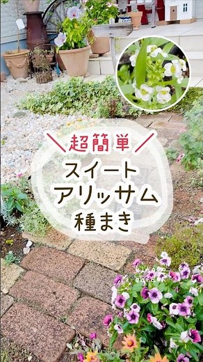 アリッサム種まきコレだけ。超簡単だから！適当で大丈夫だよ。