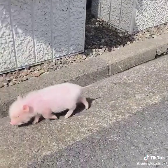 do you want a pet mini pig? 😍💖🐷 #micropig #micropigs #minipig #minipigs #piglet #piglets #pig