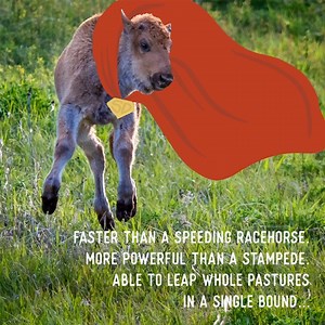 41K views · 862 reactions | Everyone in the 605 is gearing up for a spooktacular Halloween (even the bison)! How are you celebrating?  | Travel South Dakota | Facebook