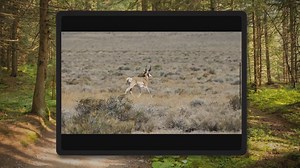 How To Go Antelope Hunting In Wyoming