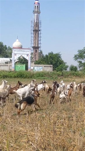 "Playful Energy: Smart Dog and Hopping Goats"
