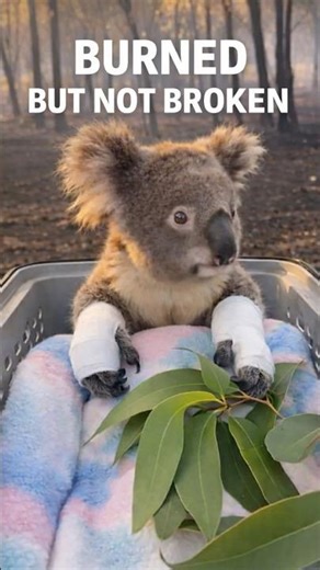 This Baby Koala's Paws Were Burned #shorts #WildlifeRescue #AnimalRescue