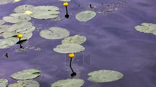 Water lily blooming in a swamp Stock Video Footage - Alamy