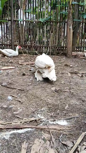 “Natural Duck Reproduction on a Rural Farm” #muscovyduck #pets #pet #usa #DuckLife #FarmVibes #CountrysideLiving #AnimalLovers #LifeOnTheFarm #NatureMoments #PeacefulAnimals #RuralVibes #FarmDaily #SimpleLife | Yuand's Muscovy Duck