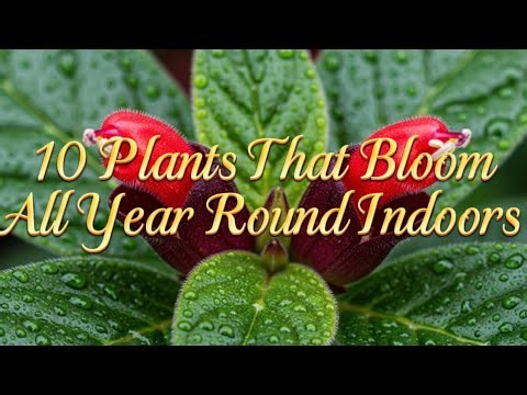 10 Plants That Bloom All Year Round Indoors