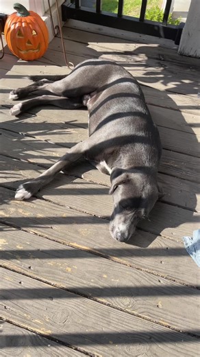 Soaking up the sun #lazydog #sunbathe #soakupthesun