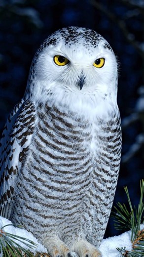 Vì sao cú mèo thức ban đêm? 🦉 #CuMeo #DongVat #Fact #Shorts