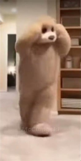 un ours qui danse meme #memes #humour