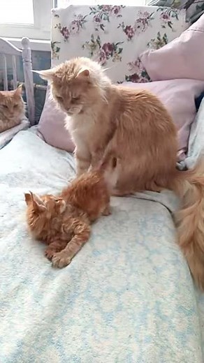 Ты на кого лапу поднял, малявка!?))