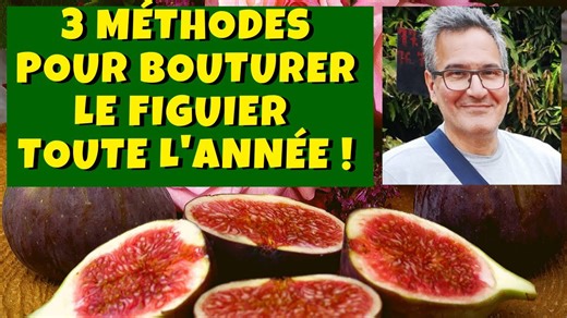 Trois façons étonnantes de bouturer un figuier toute l'année