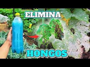 como preparar y usar CALDO BORDELÉS🧪 el MEJOR FUNGICIDA ECOLÒGICO