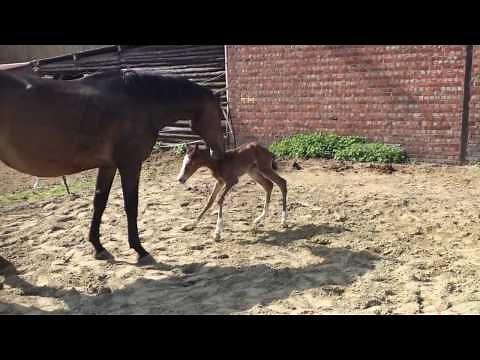 Newborn foal walks for the first time