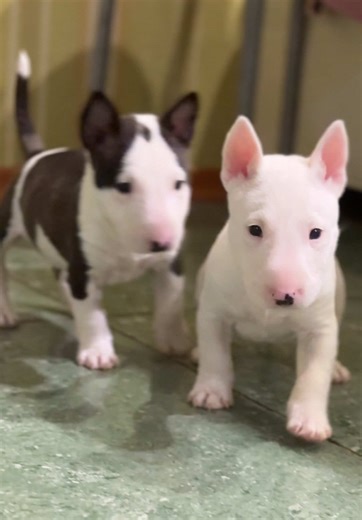 Miniature Bull Terriers: Adorable Puppy Life