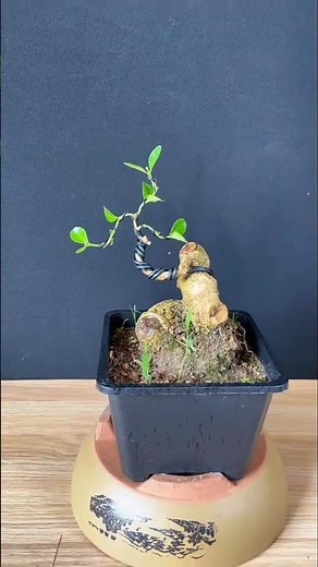 Boxwood bonsai material modeling #bonsai #bonsaimaking#Three branches metho