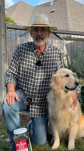 4.7K views · 134 reactions | Ellie my golden retriever and I are working in the garden using MicroLife Organic, Biological Fertilizer Acidifier 6-2-4, which is great for azaleas, camelias, blueberries, pieris, Virginia sweetspire or any plants that prefers lower soil pH. It is safe to use around pets, and in fact my two goldens think it's a snack. If you have dogs I'd suggest raking it into the mulch or soil surface and watering it the area well! | GardenLine | Facebook