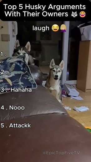 Top 5 Husky Arguments With Their Owners 🐺😂