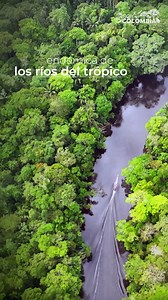 🐍✨ La anaconda verde: un gigante del Amazonas colombiano. Con hasta 10 metros de longitud, esta fascinante especie, endémica de los ríos tropicales, es un símbolo de la inmensidad y la riqueza natural de nuestro país. 🌿💚 🌎 Protejamos lo que nos hace únicos. Porque cuidar nuestra biodiversidad es cuidar nuestra identidad. 🇨🇴✨ #YoSoyColombia #AnacondaVerde #AmazonasColombiano #Biodiversidad #RiquezaNatural | Yo Soy Colombia