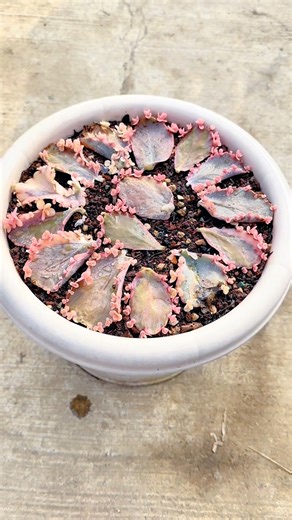 1.2M views · 17K reactions | Useful tips for your succulents 華 | Succulents | Facebook