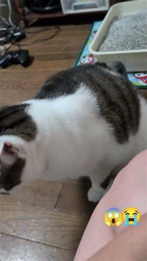 #やられた #ガーン🫨 #ww #😭😭😭 #😱😱😱😱 #さくらタン