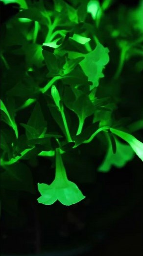 Nature's Nightlight: Ready to Glow | Firefly Petunia | Light Bio