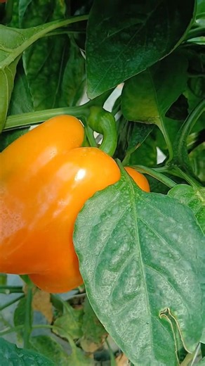 Orange bell pepper in green house farm
