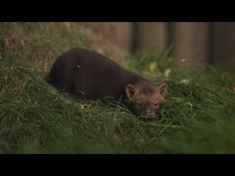 Bush dog pups born at Chester Zoo