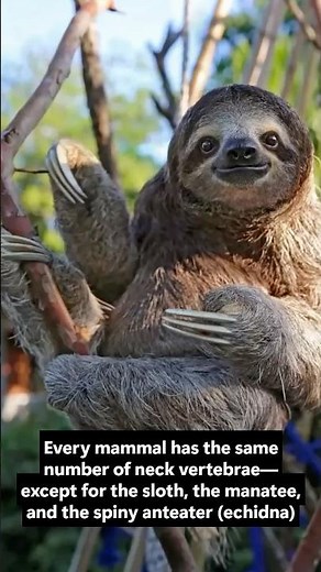 Seven Bones Rule the Neck! #vertebrate #bones #facts #animals