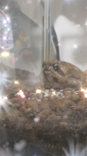 暑さを吹き飛ばす可愛さアメフクラガエル最高 #アメフクラガエル #カエル #爬虫類 #amphibian #捕食シーン #frog #癒し #animals