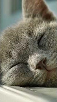 Cozy Gray Kitten Sleeping on Warm Blanket